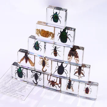 Kukaiņu Sveķu Paraugu Spider Daudzveidīgs Krabju Scorpion Skarabejs Kolekcija Zinātnes Bērni Pārsteiguma Dāvanu Dzintara Mājās Mazo Apdare