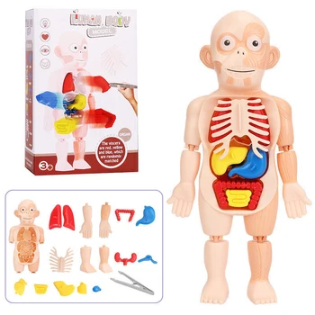 Puzzle Montessori 3d Cilvēka Ķermeņa Anatomiju Apkopot Modeļa Rotaļlietu Diy Ķermeņa Orgānu Mācību Līdzeklis Izglītības Mācību Rotaļlietas Bērniem