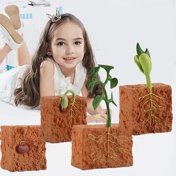 PVC Modelēšanas Dzīves Cikls Zaļo Pupiņu Augu Augšanas Cikla Modeļa Darbības Rādītāji Kolekcija Zinātnes Izglītojošas Rotaļlietas Bērniem