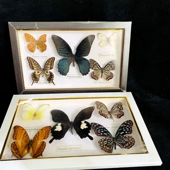 Skaista Tauriņa Paraugs, Mācību Materiālu Savākšanas/Butterfly Paraugu Foto Rāmis Mākslas Darbu, Apdares Mājas Apdare
